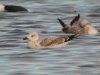 Caspian Gull at Paglesham Lagoon (Steve Arlow) (57094 bytes)